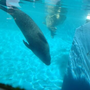 The world's oldest manatee lives right here in Florida and he's 71 years old