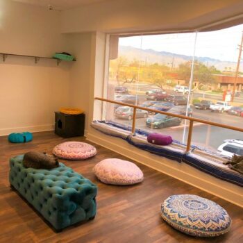 You Can Sip Coffee And Cuddle Rescue Cats At This Beloved Tucson, Arizona Cat Cafe