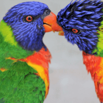 Rainbow Lorikeets Will Land Right On Your Shoulders At This Arizona Ostrich Ranch