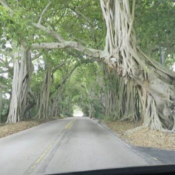 This Banyan Tree Tunnel Is One Of Florida's Most Beautiful Hidden Drives