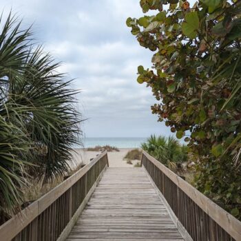 Believe It or Not, Venice Beach in Sarasota County Hands You Fossil Shark Teeth for Free