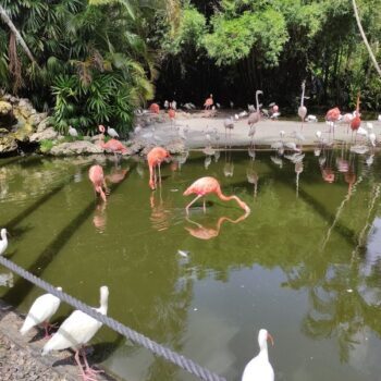There's a Florida Garden Near Naples Where Wild Flamingos Roam Free and It Feels Absolutely Magical