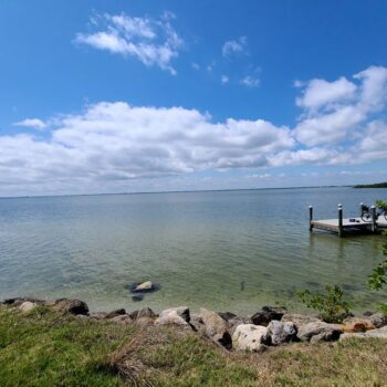 There's a River Near Orlando Where Alligators and Sharks Actually Swim Side by Side