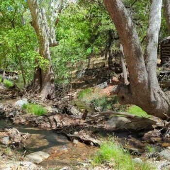 This Arizona Canyon Lets You Watch 14 Hummingbird Species Flash By Up Close