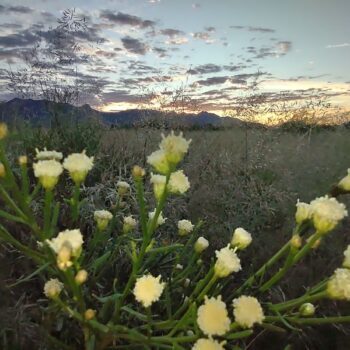 The Hummingbird Capital Of America Sits Right Here In Arizona, And It Belongs On Your Bucket List