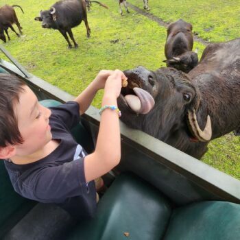There Is a Drive-Through Safari Near Bushnell Where Zebras and Rhinos Walk Right Up to Your Car