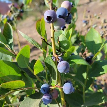 This California Farm Charges Just $5 to Pick Your Own Fruit Straight Off the Branch