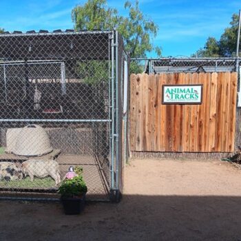 Kids Hold Bunnies And Feed Goats By Hand At This Charming California Animal Sanctuary