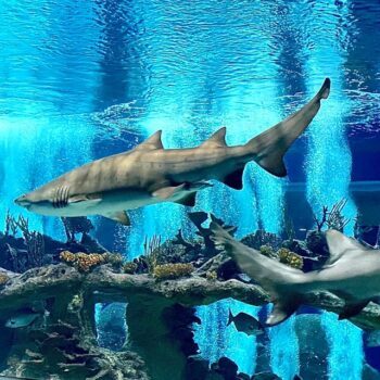 This Arizona Aquarium Turns Into An Adults-Only Underwater Playground Once The Lights Go Down