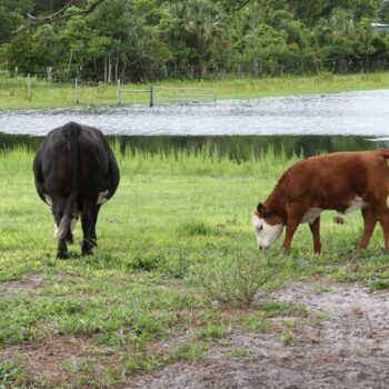 There Is a Tiny Ranch Near Orlando Where You Sip, Paint, and Meet Fluffy Cows