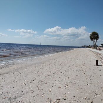 11 Florida Beaches Where Seashells Pile Up by the Thousands at Low Tide