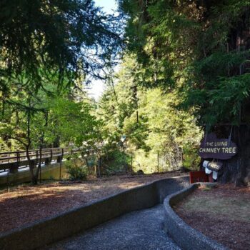 People Drive Deep Into the Redwoods Just for the Toasted Marshmallow Shake at This Grill