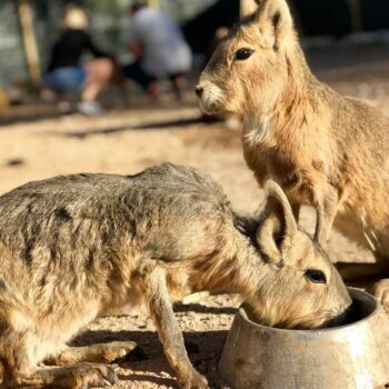 This Marana, Arizona Farm Lets You Hand-Feed Capybaras And Other Exotic Creatures Up Close