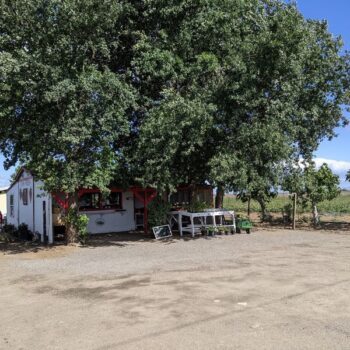 5 California Farms Where You Pick Up Fresh Figs Before The Short Fall Season Ends
