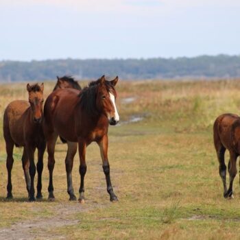 There's a Little-Known Florida State Park Near Gainesville Where Wild Bison and Horses Roam Free