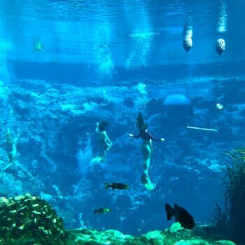 At This Weeki Wachee Park Near Tampa, Real Mermaids Still Perform in an Underwater Theater