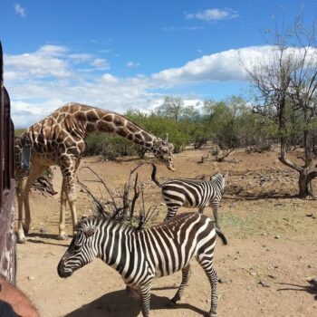 This Under-The-Radar Camp Verde, Arizona Safari Park Lets You Feed An Elephant Right From The Bus