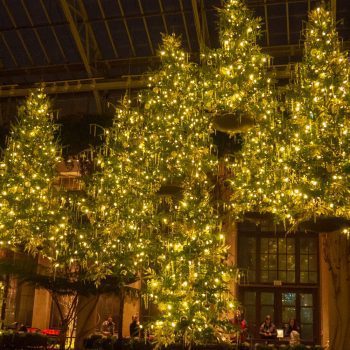 Floating christmas trees with lights at Longwood Gardens