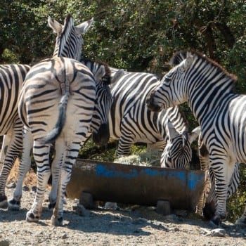 zebras at Safari West
