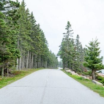 road between pine trees on the Schoodic Peninsula